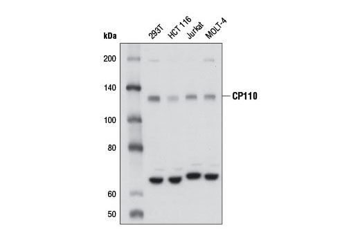 Western blot analysis of extracts from various cells lines using CP110 Antibody.