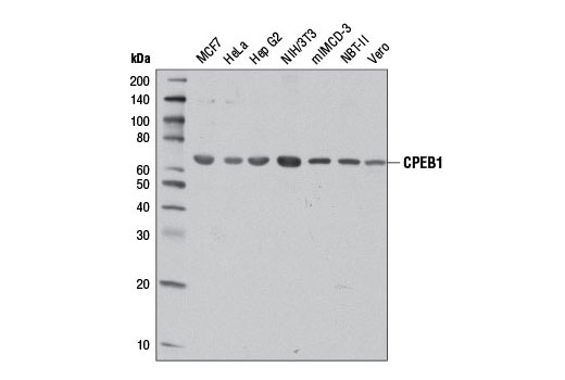 Western blot analysis of extracts from various cell lines using CPEB1 Antibody.