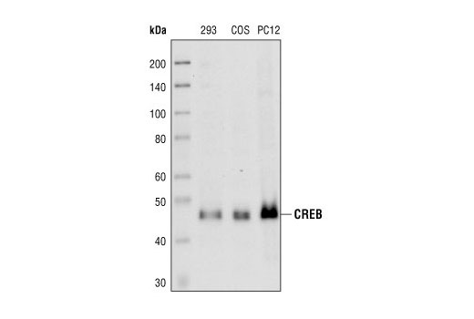 Western blot analysis of extracts from 293, COS and PC12 cells, using CREB (86B10) Mouse mAb.