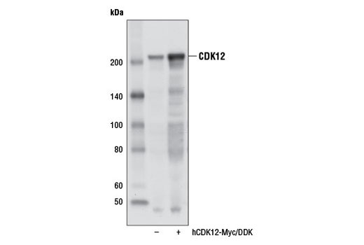 Western blot analysis of extracts from 293T cells, mock transfected (-) or transfected with a construct expressing Myc/DDK-tagged full-length human CDK12 isoform 2 (hCDK12-Myc/DDK; +), using CDK12 Antibody.