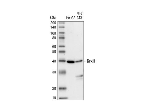 Western blot analysis of extracts from HepG2 cells (human hepatocellular carcinoma) and NIH/3T3 cells (mouse fibroblasts), using CrkII Antibody.