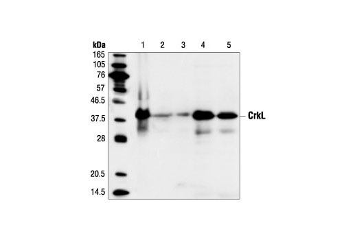 Western blot analysis of extracts from HT29 (lane 1), THP1 (lane 2), C6 (lane 3), SUP-M2 (lane 4) and Jurkat (lane 5) cells, using CrkL (32H4) Mouse mAb.