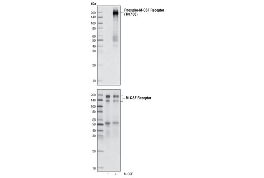 Western blot analysis of extracts from Bac1.2F5 cells, untreated or stimulated with M-CSF, using Phospho-M-CSF Receptor (Tyr708) Antibody (upper) or M-CSF Receptor Antibody #3152 (lower).