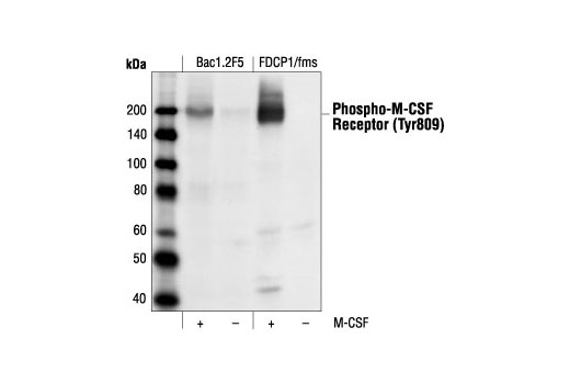 Western blot analysis of extracts from Bac1.2F5 and FDCP1/fms cells overexpressing mouse M-CSF receptors, untreated or M-CSF-stimulated (40 ng/ml for 1 minute), using Phospho-M-CSF Receptor (Tyr809) Antibody.