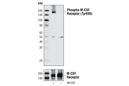 Western blot analysis of extracts from FDCP1/fms cells, untreated or M-CSF treated, using Phospho-M-CSF Receptor (Tyr699) Antibody (upper) or M-CSF Receptor Antibody #3152 (lower).
