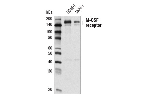 Western blot analysis of extracts from GDM-1 and NKM-1 cells using M-CSF Receptor (E7S2S) Rabbit mAb.
