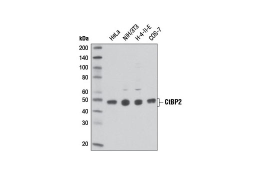Western blot analysis of extracts from various cell lines using CtBP2 Antibody.