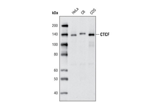 Western blot analysis of extracts from various cell lines using CTCF (D1A7) XP ® Rabbit mAb.