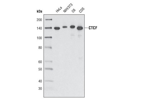 Western blot analysis of extracts from various cell lines using CTCF Antibody.