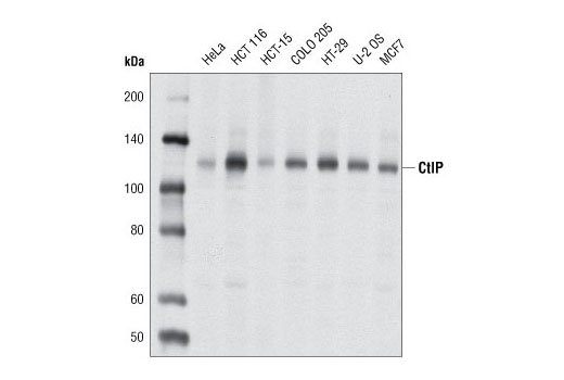 Western blot analysis of extracts from various cell lines using CtIP (D76F7) Rabbit mAb.