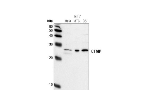 Western blot analysis of extracts from HeLa, NIH/3T3 and C6 cells, using the CTMP Antibody.