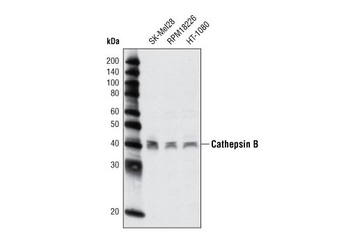Western blot analysis of extracts from various cell lines using Cathepsin B (G60) Antibody.