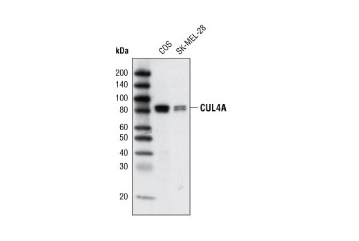 Western blot analysis of extracts from COS and SK-MEL-28 cell lines using CUL4A Antibody.