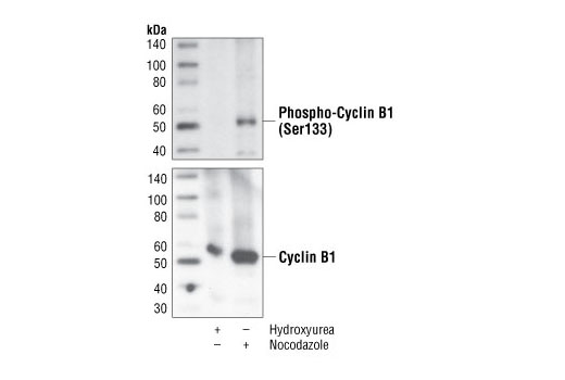 Western blot analysis of extracts from HeLa cells, treated with hydroxyurea or nocodazole for 24 hours, using Phospho-Cyclin B1 (Ser133) (9E3) Rabbit mAb (upper) or Cyclin B1 (U152) Mouse mAb #4135 (lower).