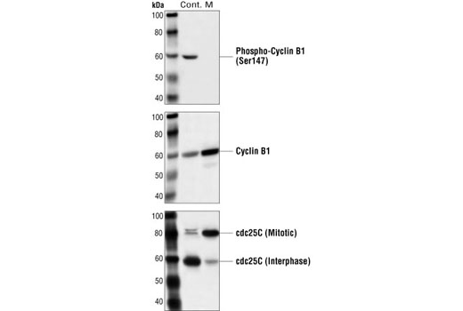 Western blot analysis of extracts from HT29 cells, control (cont.) or nocodazole-treated (50 ng/ml) (M), using Phospho-cyclin B1 (Ser147) Antibody #4131 (upper), Cyclin B1 (V152) Mouse mAb (middle), or Cdc25C Antibody #9522 (lower).