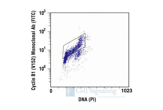Flow cytometric analysis of untreated Jurkat cells, using Cyclin B1 (V152) Mouse mAb versus propidium iodide (DNA content). The box indicates Cyclin B1-positive cells.