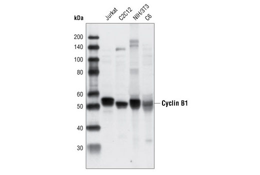 Western blot analysis of extracts from various cell types using Cyclin B1 Antibody.