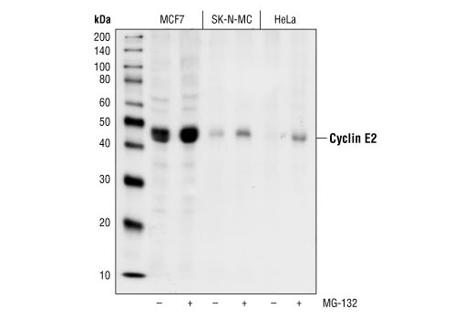 Western blot analysis of extracts from MCF-7, SK-N-MC and HeLa cells, untreated or treated with the proteasome inhibitor MG-132, using Cyclin E2 Antibody.