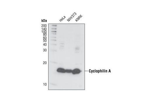 Western blot analysis of extracts from HeLa (human), NIH/3T3 (mouse) and KNRK (rat) cell lines, using Cyclophilin A Antibody.