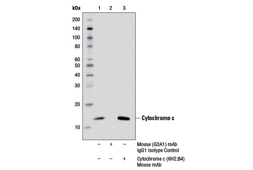 Immunoprecipitation of cytochrome c from RD cell extracts using Mouse (G3A1) mAb IgG1 Isotype Control #5415 (lane 2) or Cytochrome c (6H2.B4) Mouse mAb (lane 3). Lane 1 is 10% input. Western blot was performed using Cytochrome c (D18C7) Rabbit mAb #11940.