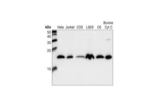 Western analysis of cell extracts from human (HeLa and Jurkat), monkey (COS), mouse (L929), rat (C6) and purified bovine cytochrome c, using Cytochrome c Antibody.
