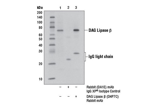 Immunoprecipitation of DAG Lipase β from MCF7 cell extracts, using Rabbit (DA1E) mAb IgG XP ® Isotype Control #3900 (lane 2) or DAG Lipase β (D4P7C) Rabbit mAb (lane 3). Lane 1 is 10% input. Western blot analysis was performed using DAG Lipase β (D4P7C) Rabbit mAb.