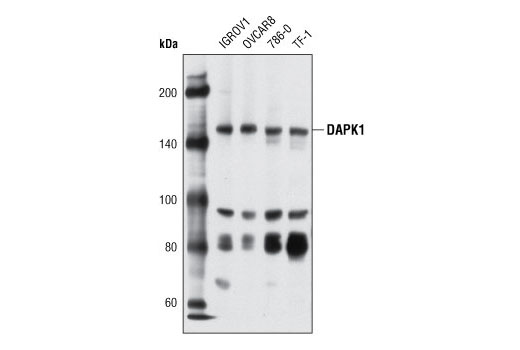 Western blot analysis of extracts from various cell lines using DAPK1 Antibody.