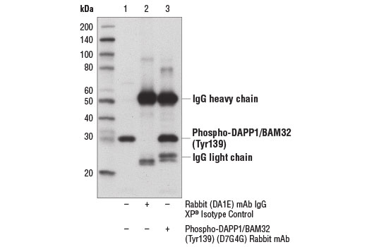 Immunoprecipitation of phospho-DAPP1/BAM32 (Tyr139) protein from Daudi cells treated with anti-IgM (12 μg/ml, 10 min) using Rabbit DA1E mAb XP ® Isotype Control #3900 (lane 2) or Phospho-DAPP1/BAM32 (Tyr139) Rabbit mAb (lane 3). Lane 1 is 10% input. Western blot analysis was performed using Phospho-DAPP1/BAM32 (Tyr139) (D7G4G) Rabbit mAb.