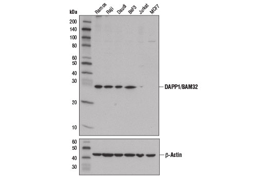 Western blot analysis of extracts from various cell lines using DAPP1/BAM32 (D9K4O) Rabbit mAb (upper) and β-Actin (D6A8) Rabbit mAb #8457 (lower).