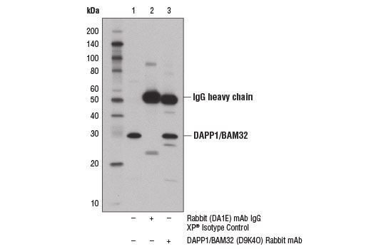 Immunoprecipitation of DAPP1/BAM32 protein from Ramos cell extracts using Rabbit (DA1E) mAb IgG XP ® Isotype Control #3900 (lane 2) or DAPP1/BAM32 (D9K4O) Rabbit mAb (lane 3). Lane 1 is 10% input. Western blot analysis was performed using DAPP1/BAM32 (D9K4O) Rabbit mAb.