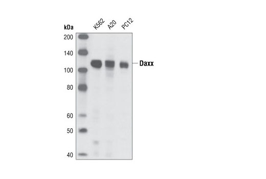 Western blot analysis of extracts from K562 (human), A20 (mouse) and PC12 (rat) cell lines using Daxx (25C12) Rabbit mAb.