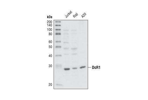 Western blot analysis of extracts from Jurkat, Raji and A20 cell lines, using DcR1 Antibody.
