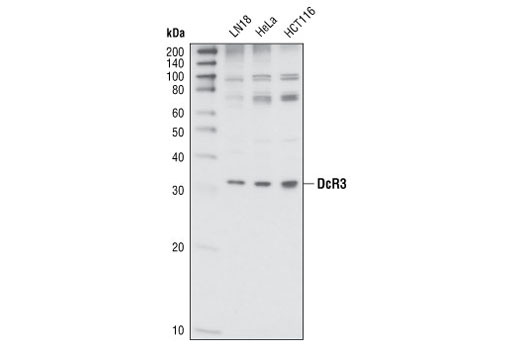 Western blot analysis of lysates from LN18, HeLa and HCT116 cell lines, using DcR3 Antibody.