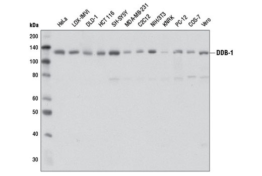Western blot analysis of extracts from various cell lines using DDB-1 (D4C8) Rabbit mAb.