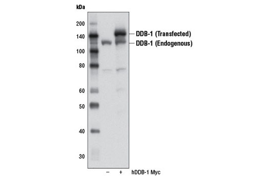 Western blot analysis of extracts from 293T cells, either mock transfected (-) or transfected with a Myc-tagged cDNA expression construct encoding full-length human DDB-1 (+), using DDB-1 (D4C8) Rabbit mAb.