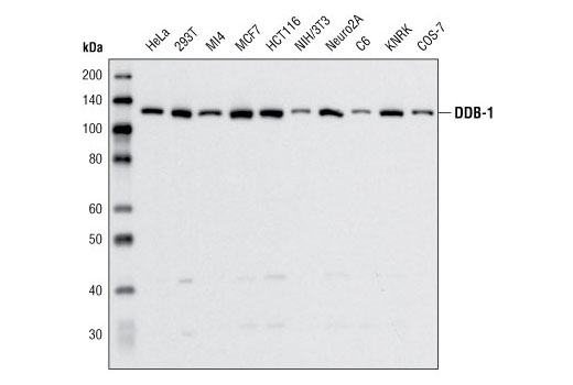 Western blot analysis of extracts from various cell lines using DDB-1 Antibody.