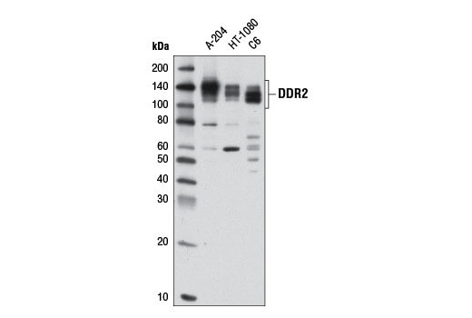 Western blot analysis of extracts from A-204, HT-1080, and C6 cells using DDR2 Antibody.