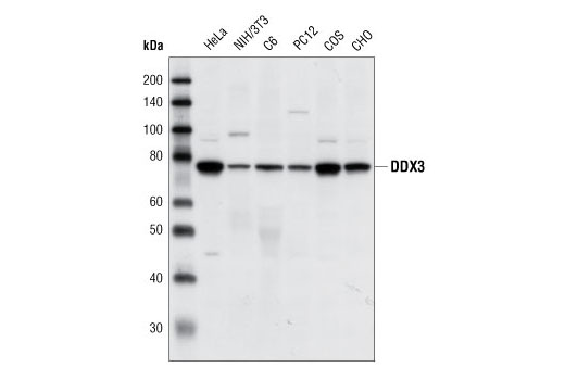 Western blot analysis of extracts from various cell types using DDX3 Antibody.