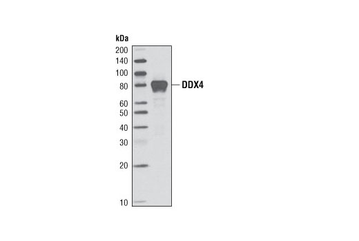 Western blot analysis of extract from human testis tissue using DDX4 (2F9H5) Mouse mAb.