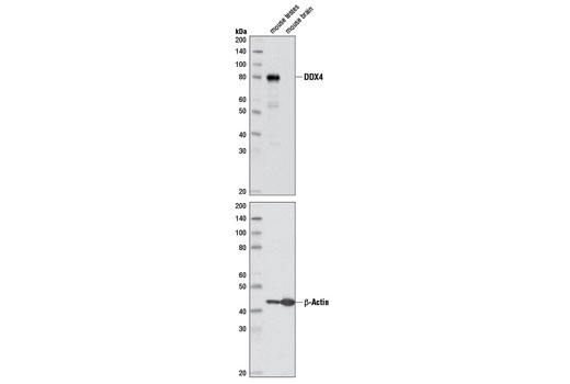 Western blot analysis of extracts from mouse testes and brain using DDX4 (D10C5) Rabbit mAb (upper) or β-Actin (D6A8) Rabbit mAb #8457 (lower).