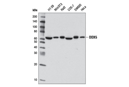 Western blot analysis of extracts from various cell lines using DDX5 (D15E10) XP ® Rabbit mAb.
