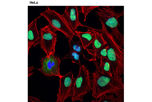 Confocal immunofluorescent analysis of HeLa cells using DDX5 (D15E10) XP ® Rabbit mAb (green). Actin filaments were labeled with DY-554 phalloidin (red). Blue pseudocolor = DRAQ5 ® #4084 (fluorescent DNA dye).
