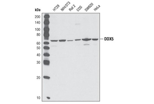 Western blot analysis of extracts from various cell lines using DDX5 Antibody.