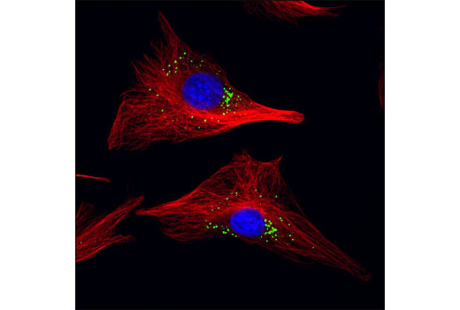 Confocal immunofluorescent analysis of UV-treated C2C12 cells using DDX6/RCK Antibody (green) and α-Tubulin (DM1A) Mouse mAb #3873 (red). Blue pseudocolor = DRAQ5 ® #4084 (fluorescent DNA dye).