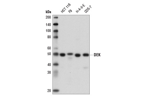 Western blot analysis of extracts from various cell lines using DEK (E1L3V) Rabbit mAb.