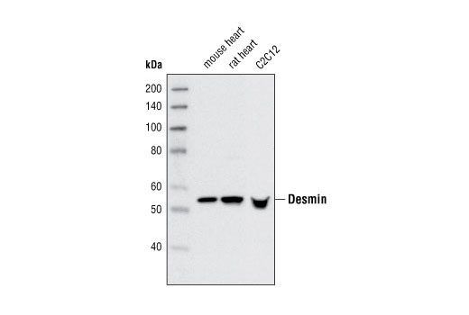 Western blot analysis of extracts from mouse heart, rat heart and C2C12 cells using Desmin Antibody.
