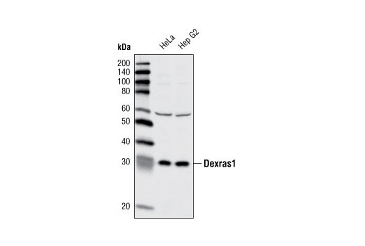 Western blot analysis of extracts from HeLa and Hep G2 cells using Dexras1 Antibody.