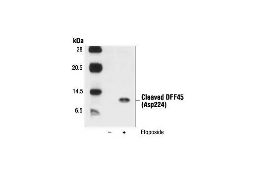 Western blot analysis of extracts from Jurkat cells, untreated or etoposide-treated (25 µM), using Cleaved DFF45 (Asp224) Antibody.