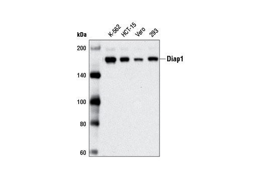 Western blot analysis of extracts from various cell lines using Diap1 Antibody.