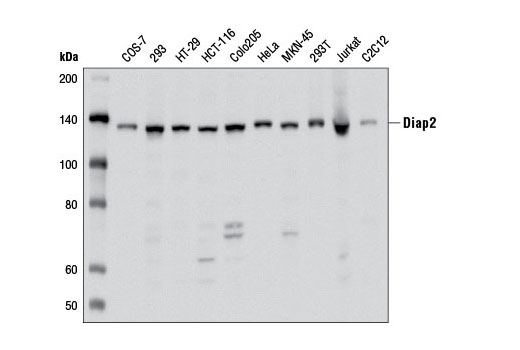 Western blot analysis of extracts from various cell lines using Diap2 Antibody.